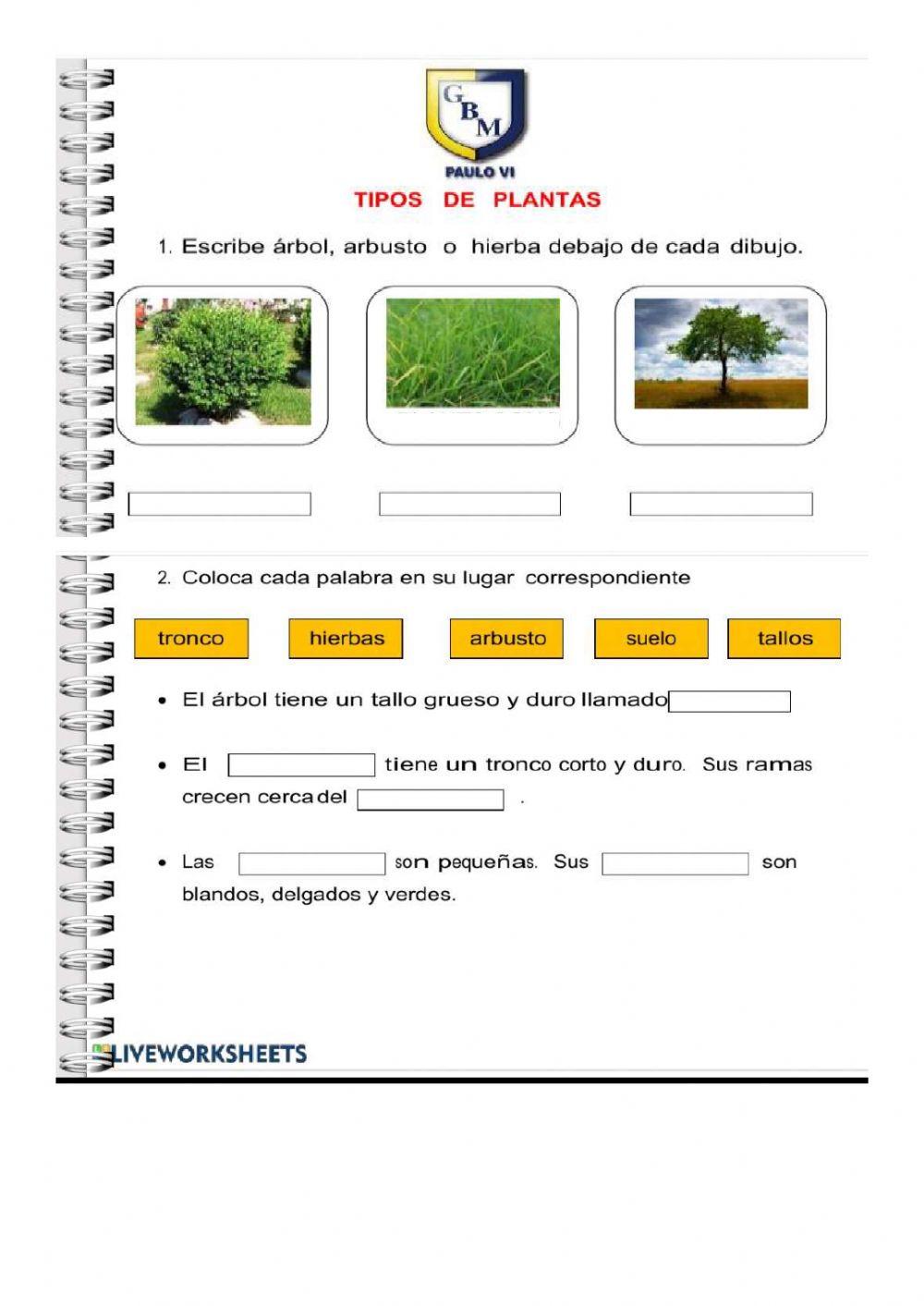 Plantas según su tamaño