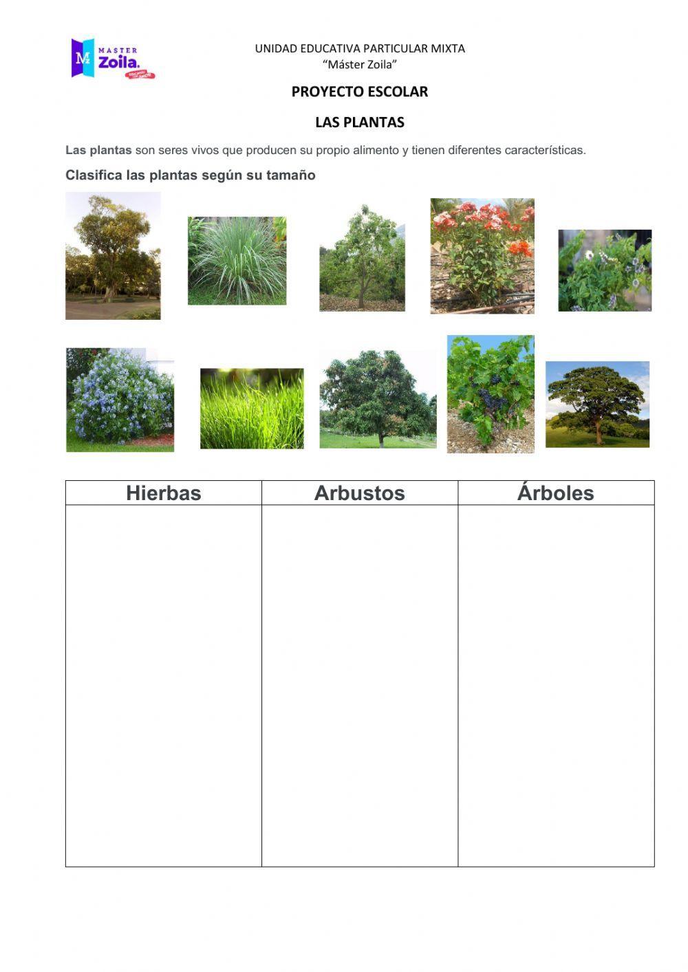 Clasificación de las plantas por su tamaño