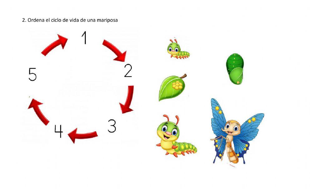 Ciclo Vital de una Mariposa