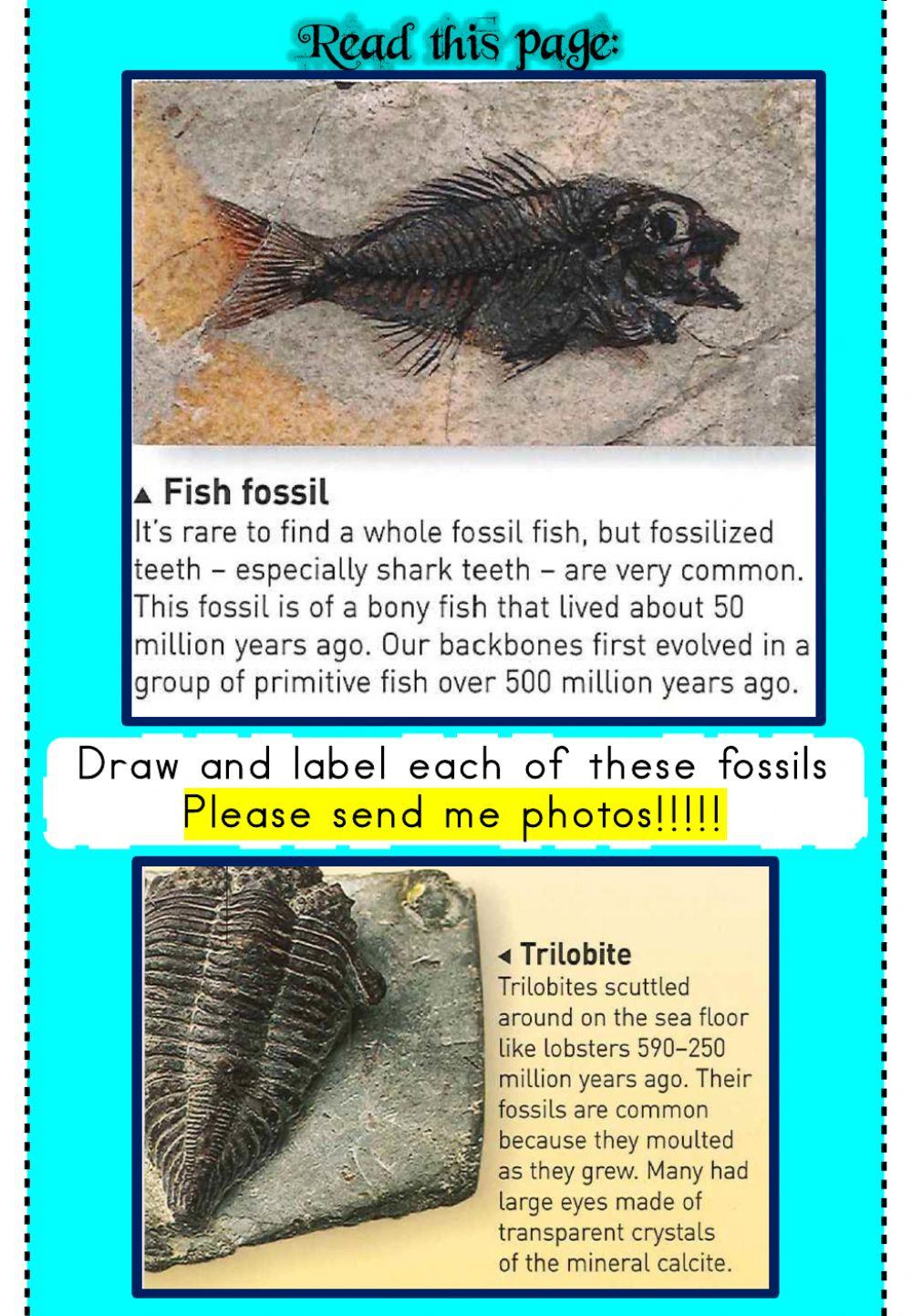 Week 25 - Geography - Fossils