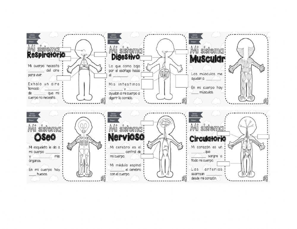 Los sistemas del cuerpo humano