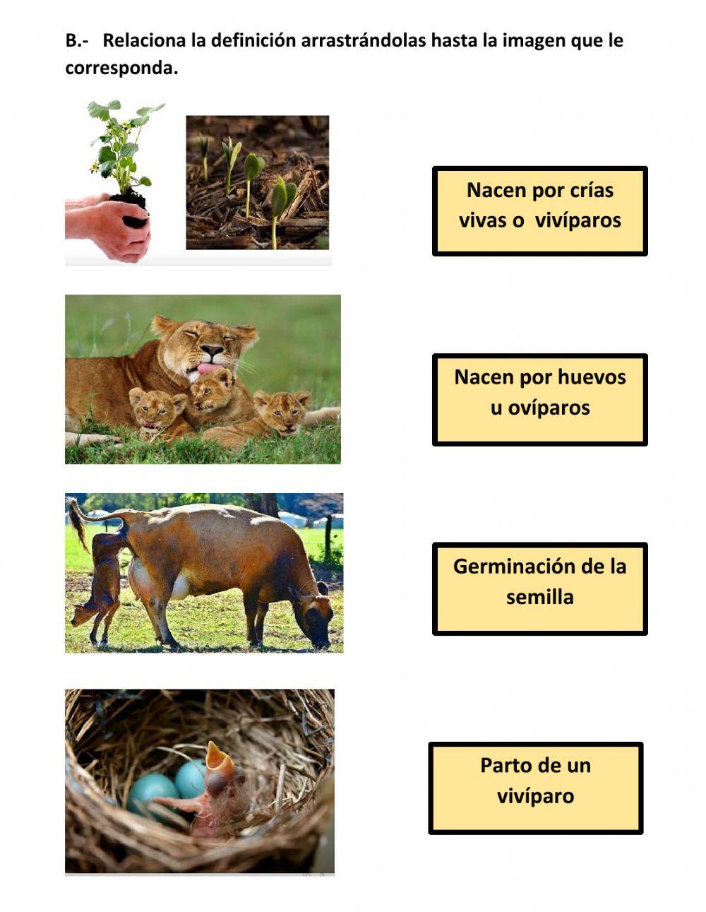 ¿Cómo se reproducen los seres vivos?