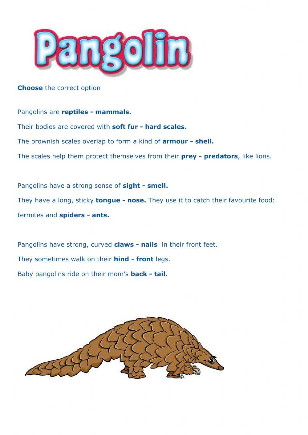 The Pangolin. Animal Body Parts