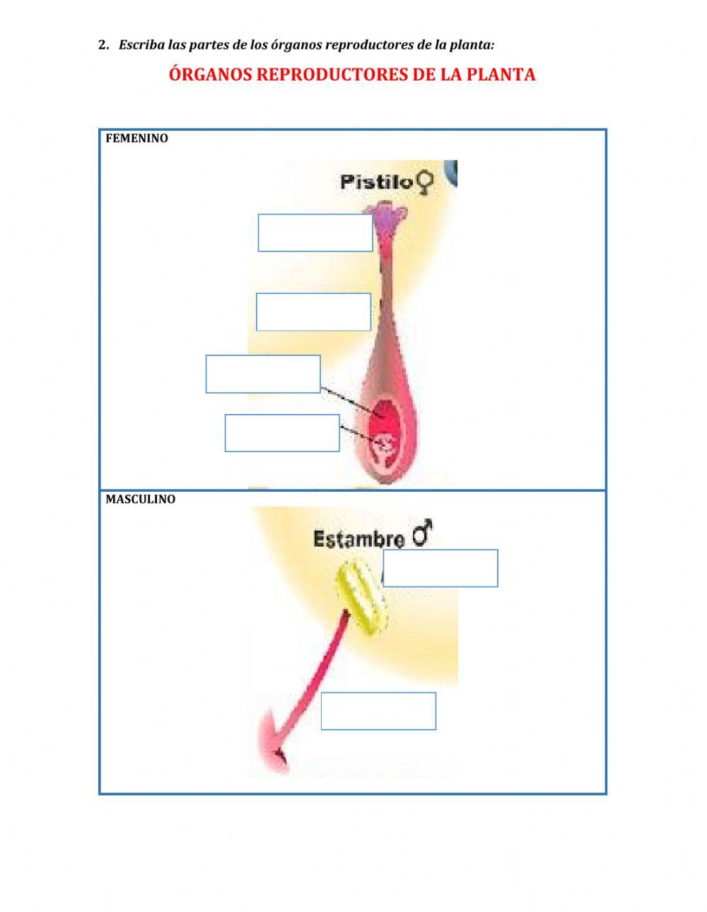 Reproducción sexual de las plantas