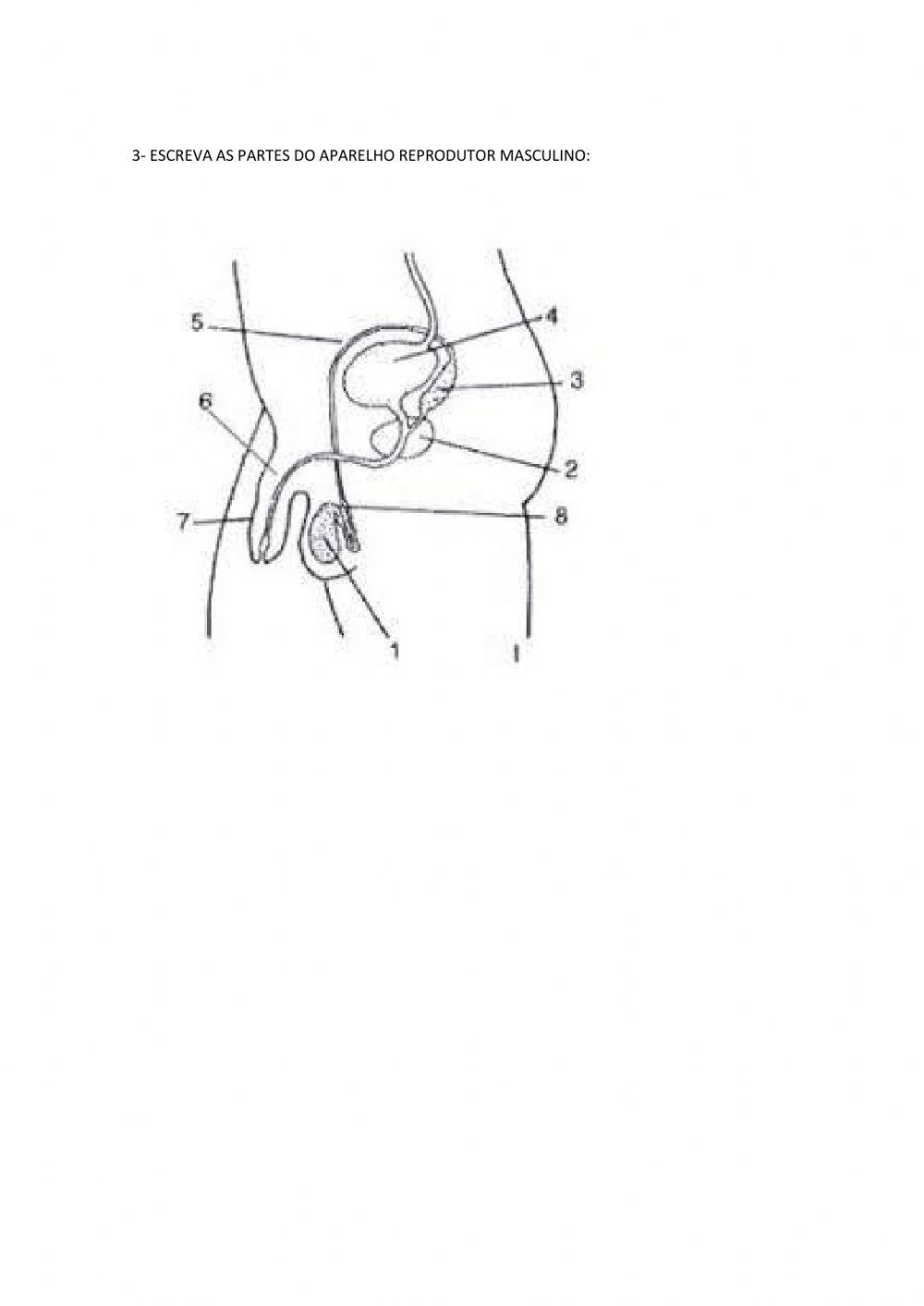 Aparelho reprodutor feminino