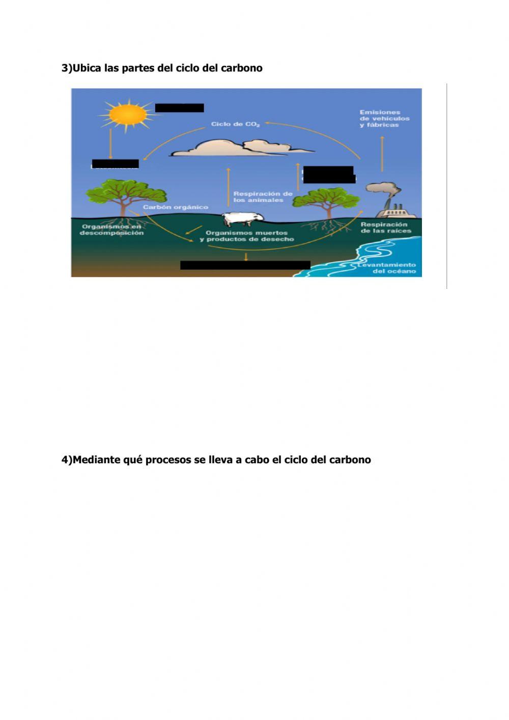El ciclo del carbono