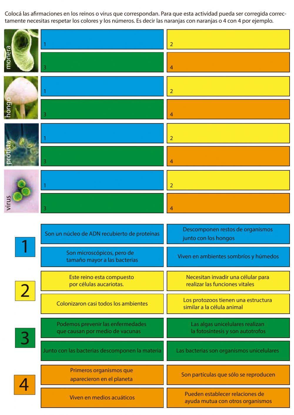 Caracteristicas de monera protista hongo y virus