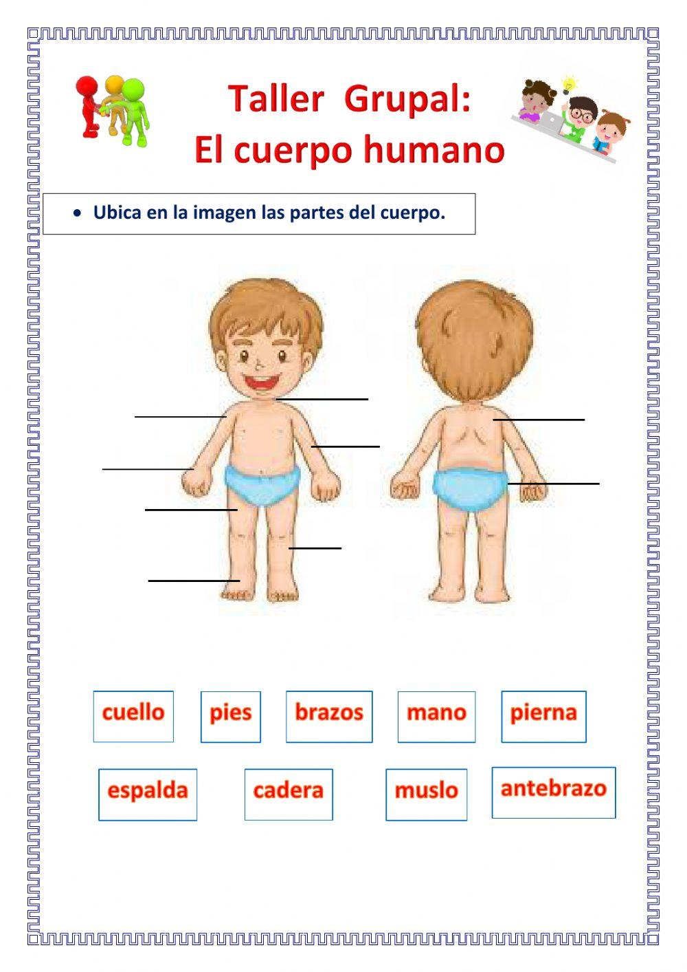El cuerpo humano