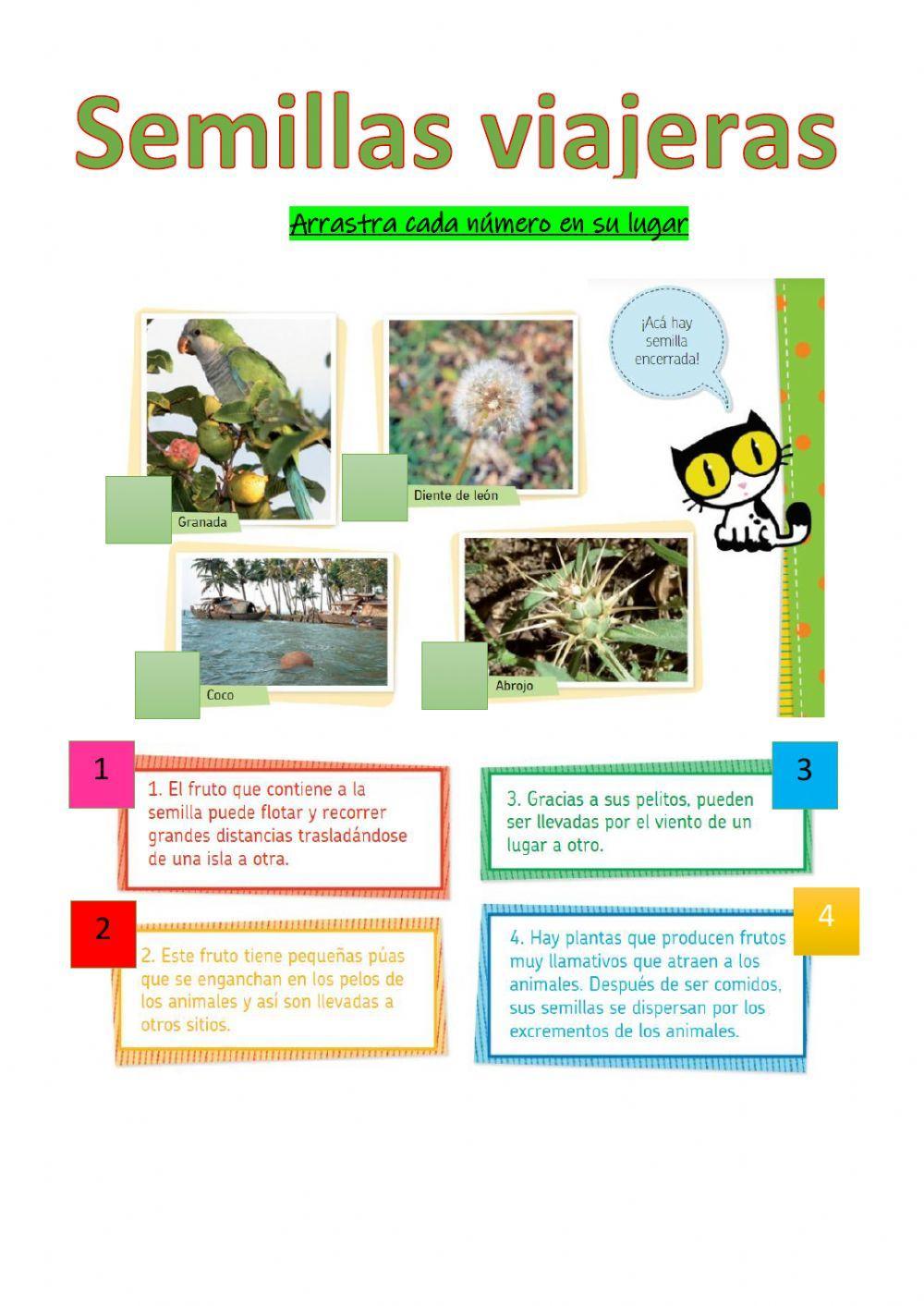 Semillas viajer… | Free Interactive Worksheets | 331248, image size:1000x1413