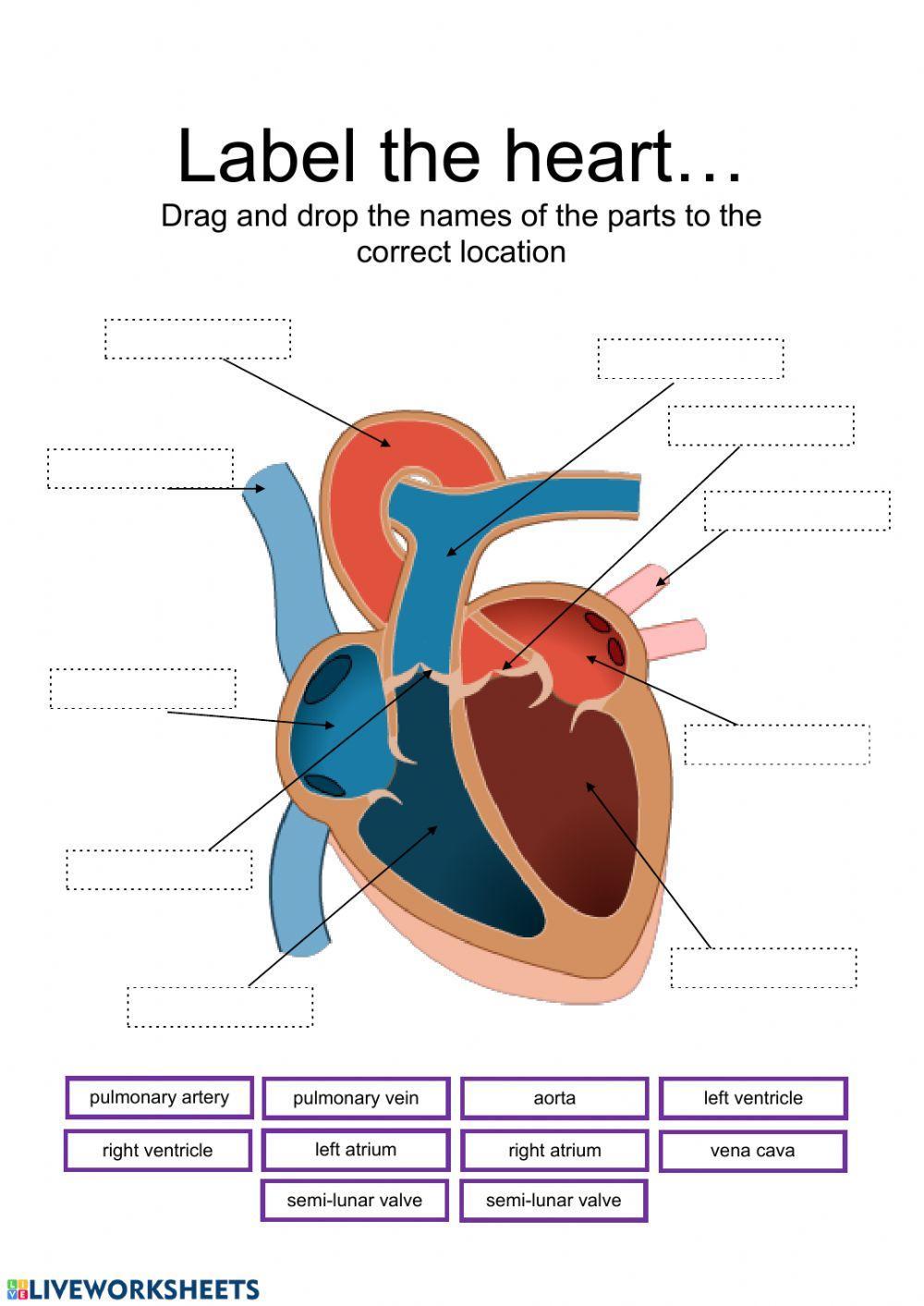 331661 Label Parts Of The Heart Alexamariaa 331661-label-parts-of-the-heart-alexamariaa
