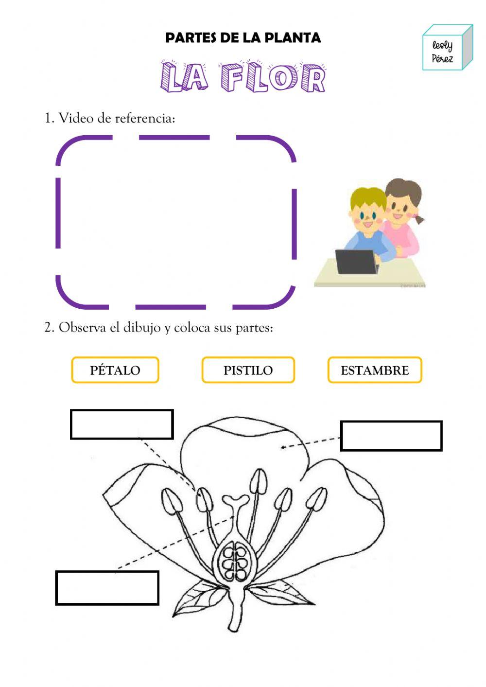 La flor-polinización