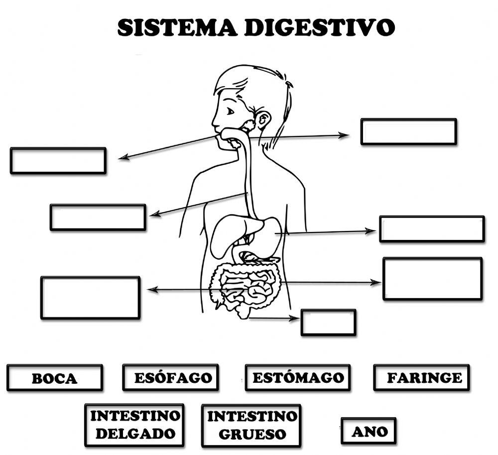 Partes del Sistema Digestivo