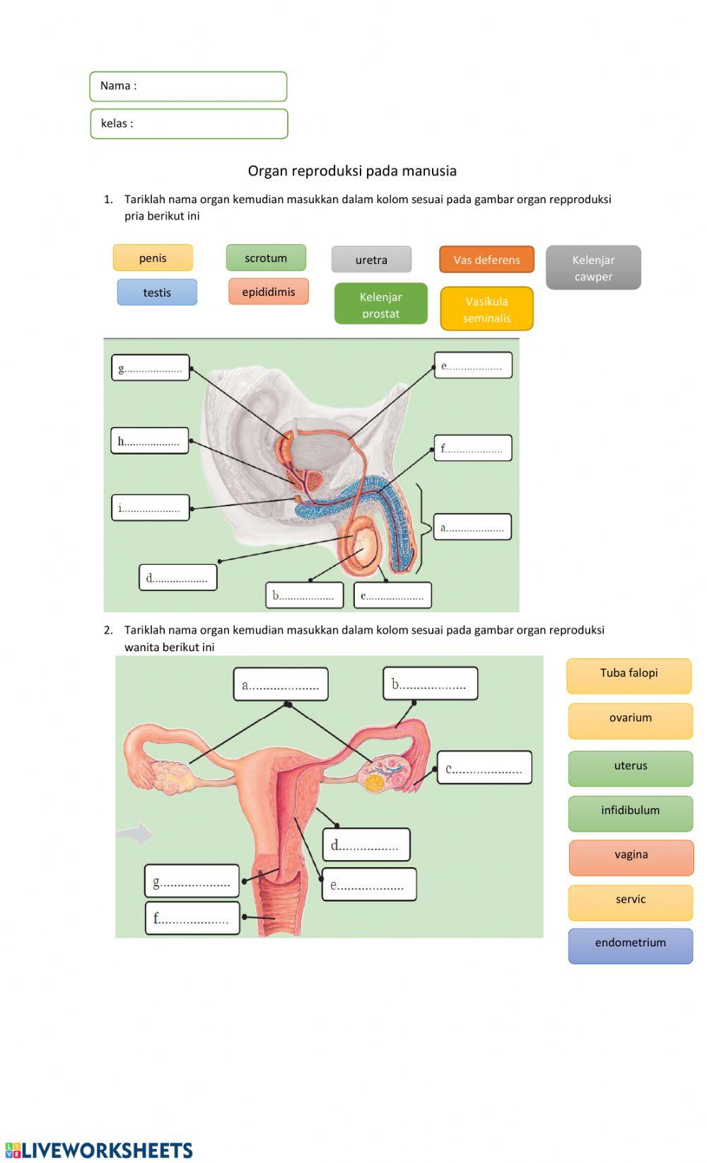 Melengkapi Gambar Organ Reproduksi Manusia