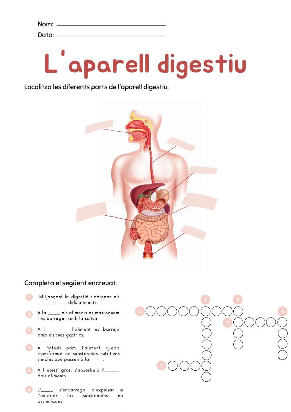 Aparell digestiu