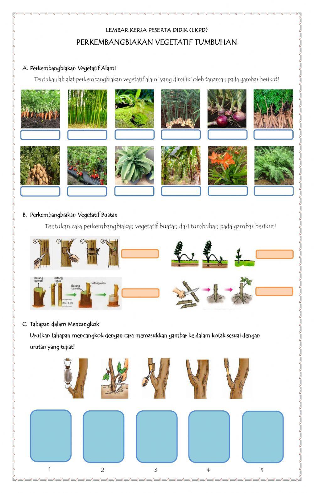 LKPD Perkembangbiakan Vegetatif Tumbuhan