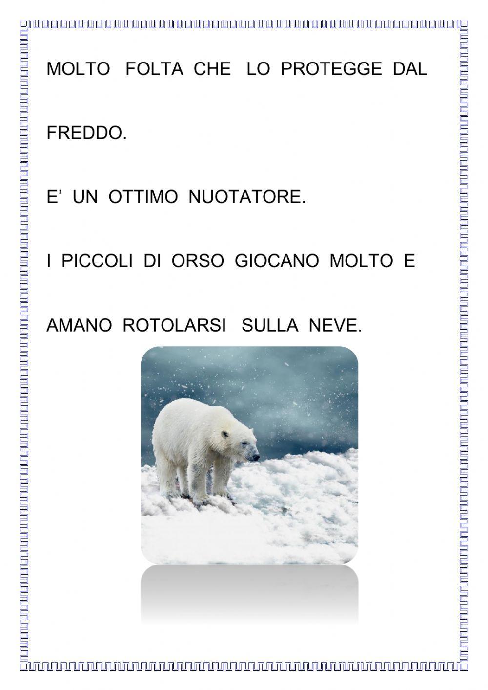 L'orso polare