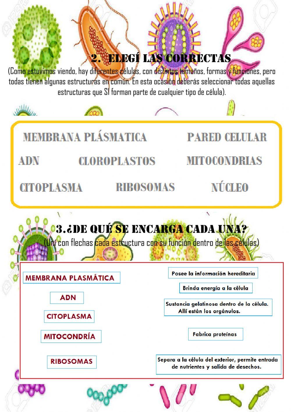 Repasamos microorganismos