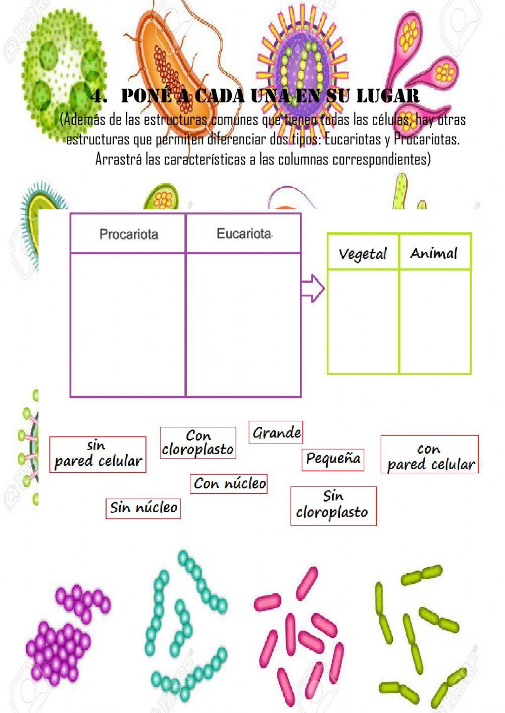 Repasamos microorganismos