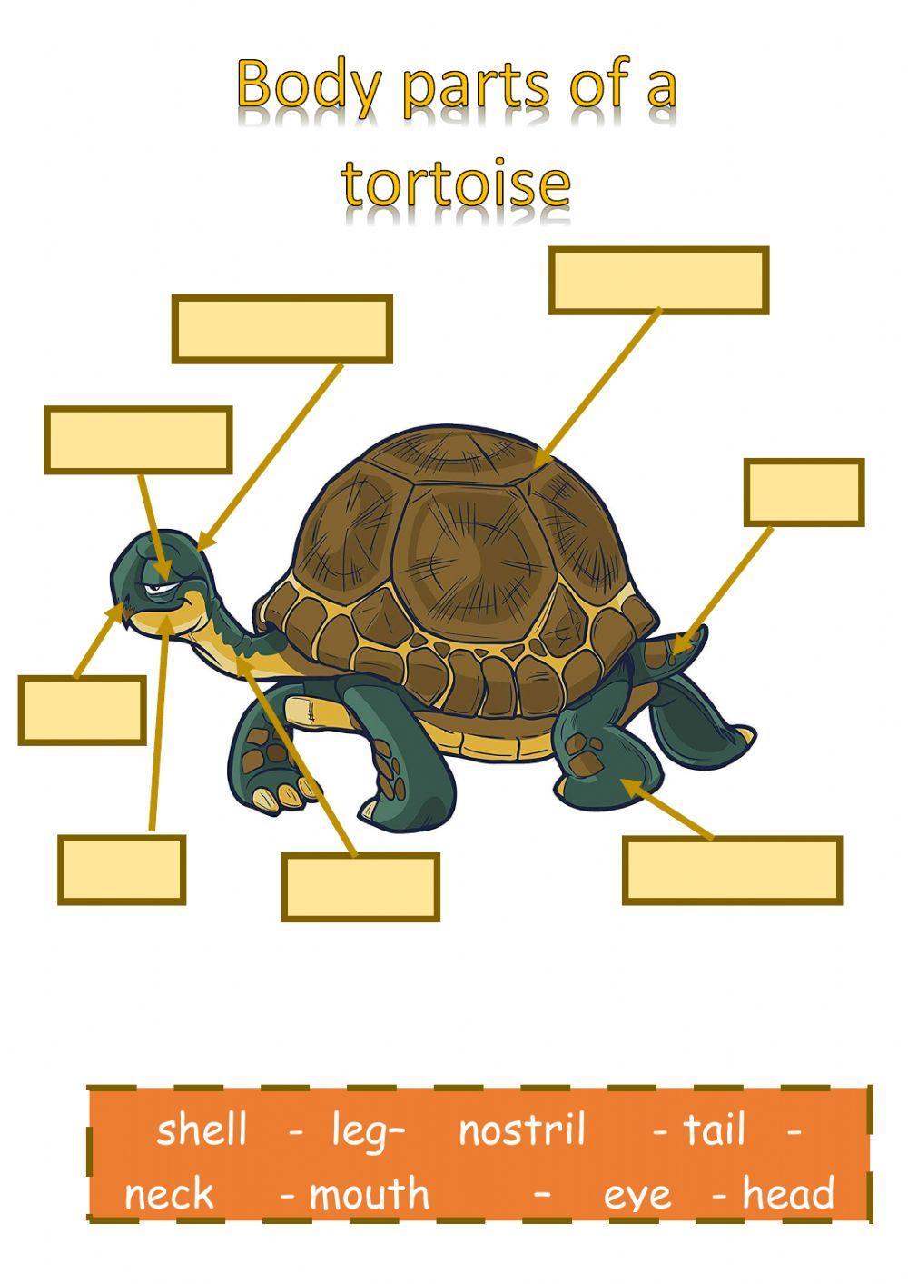 Body parts of a tortoise