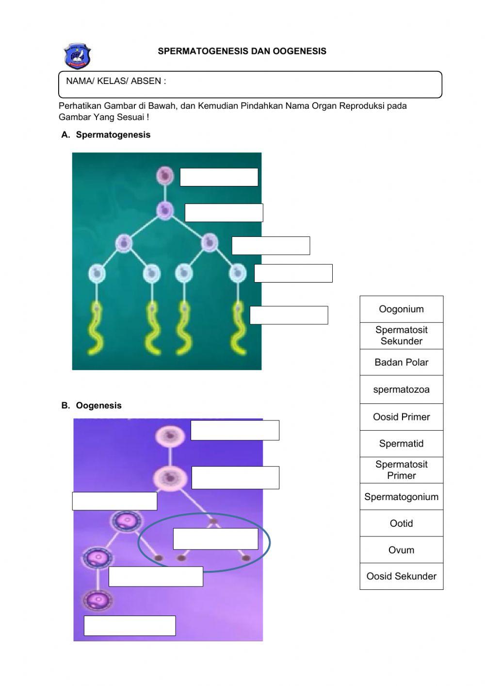 Sistem Reproduksi Manusia
