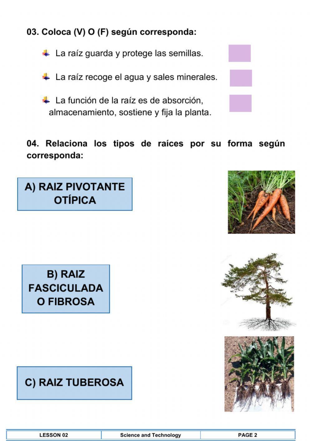 Partes de la planta ( raíz)