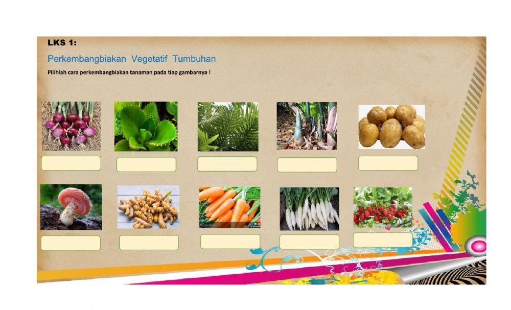 Perkembangbiakan Tumbuhan