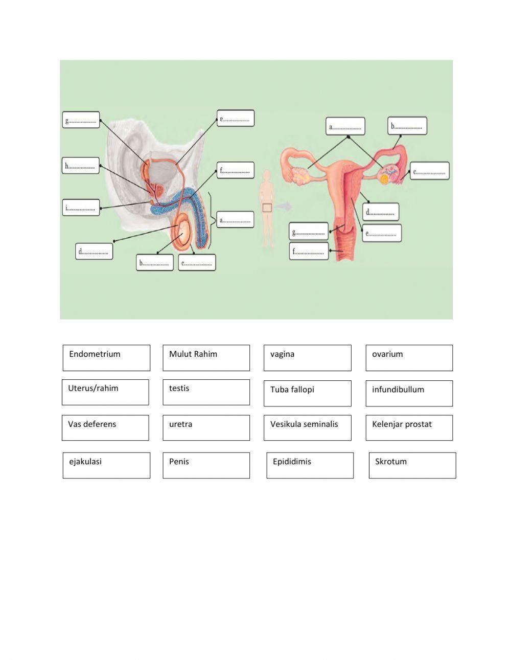 Sistem Reproduksi Pada Manusia