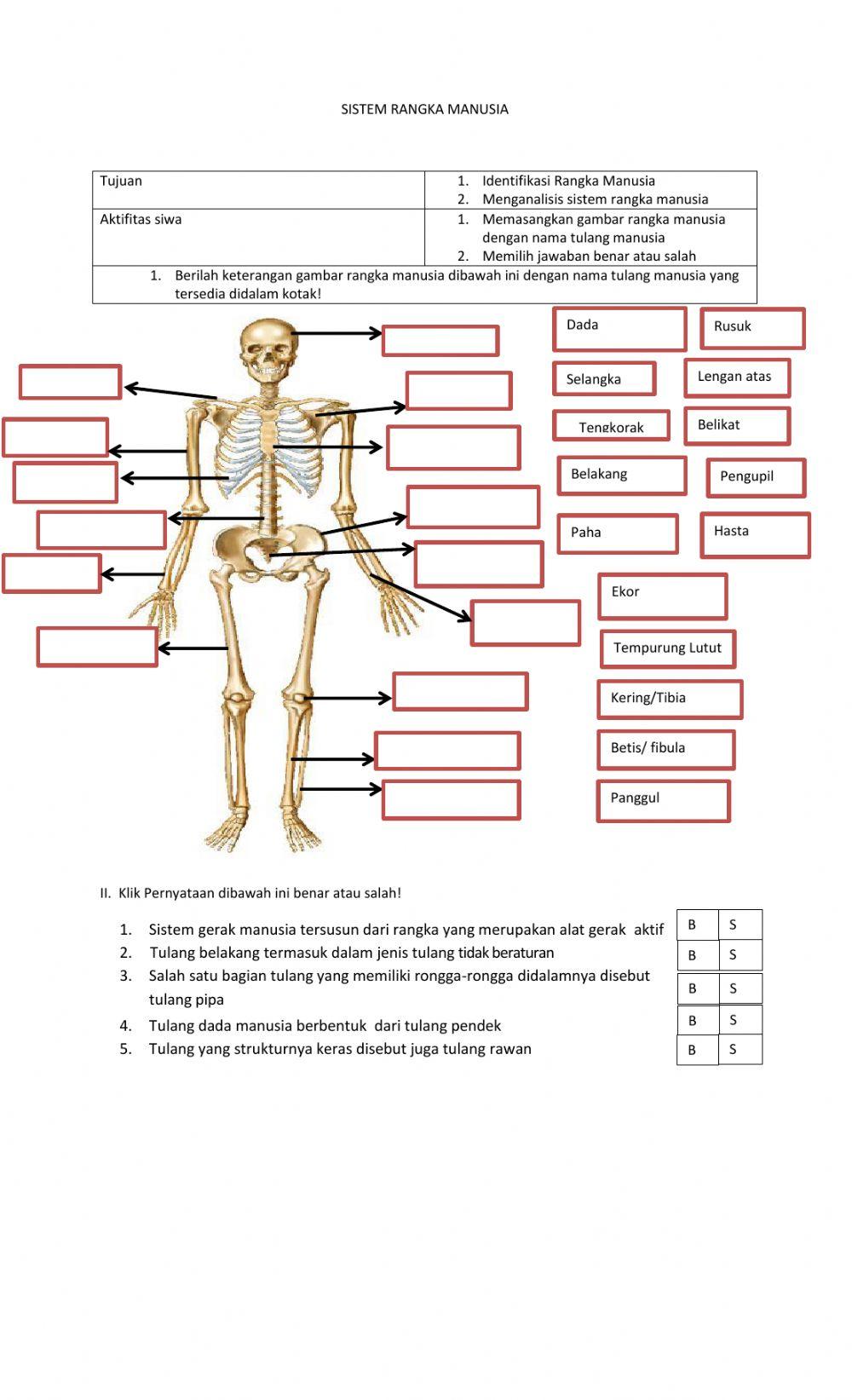 Sistem gerak pada manusia