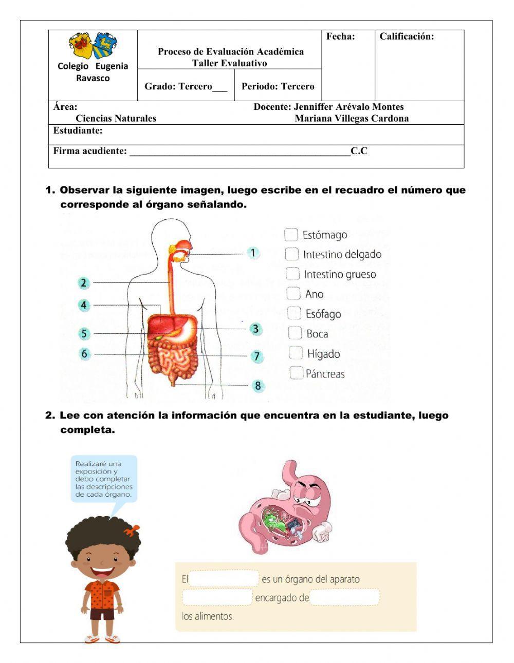 Taller Evaluativo Tercer Periodo Tercero