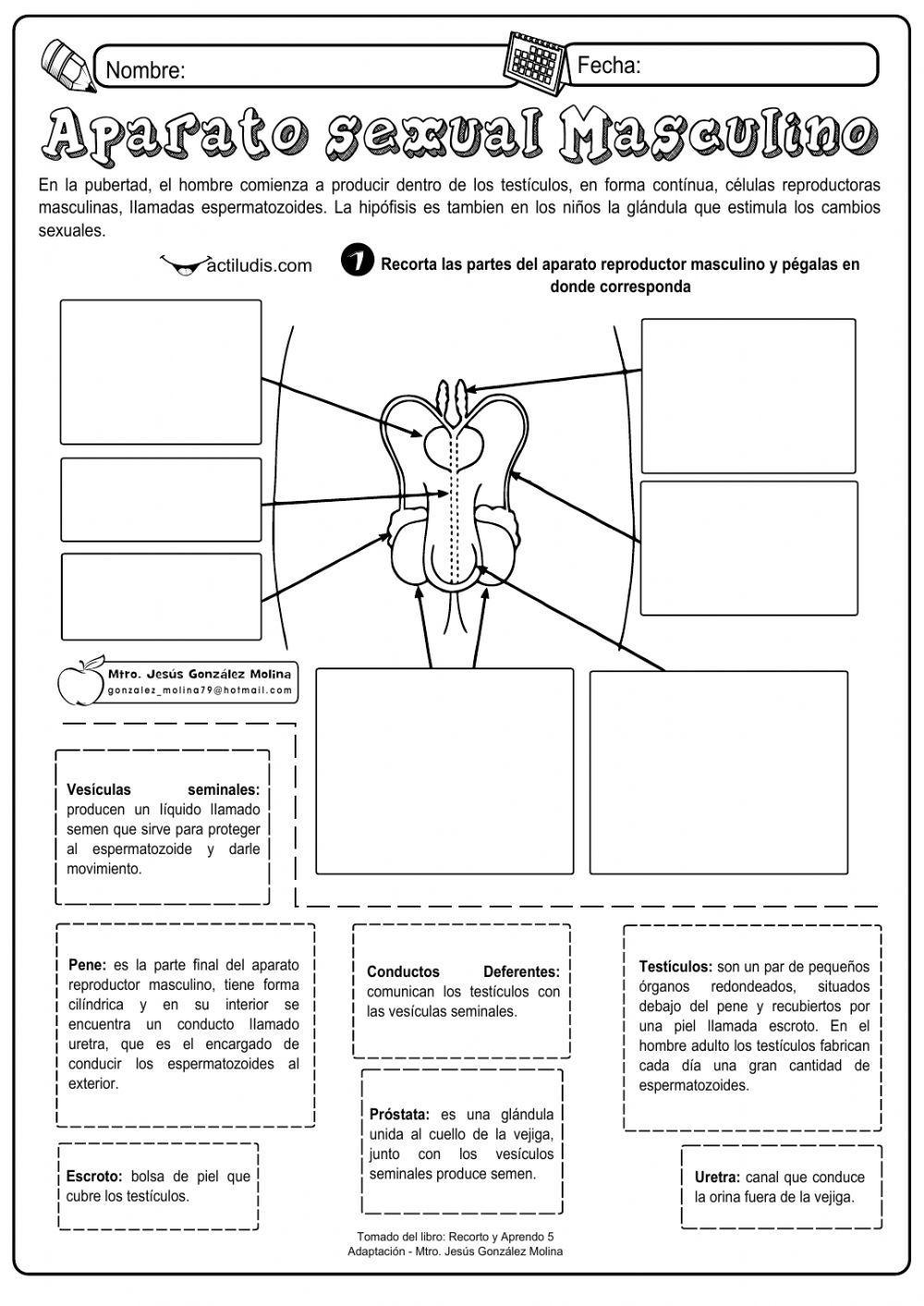 Sistemas reproductores masculino y femenino