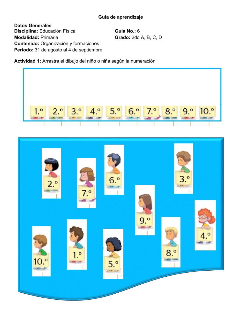 Organización y formaciones