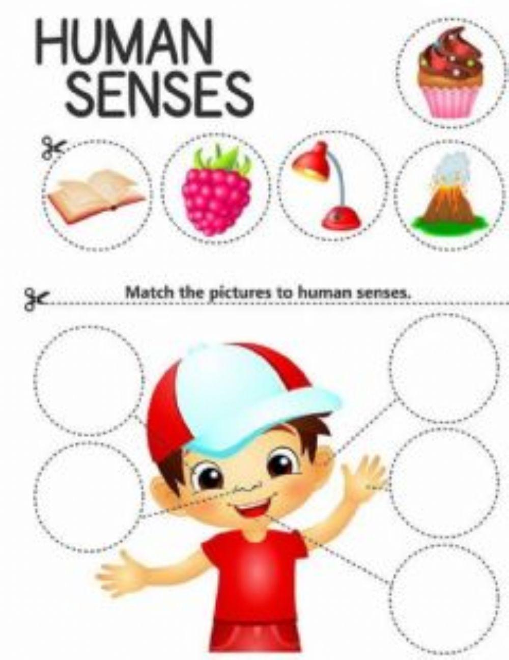 Sense organs