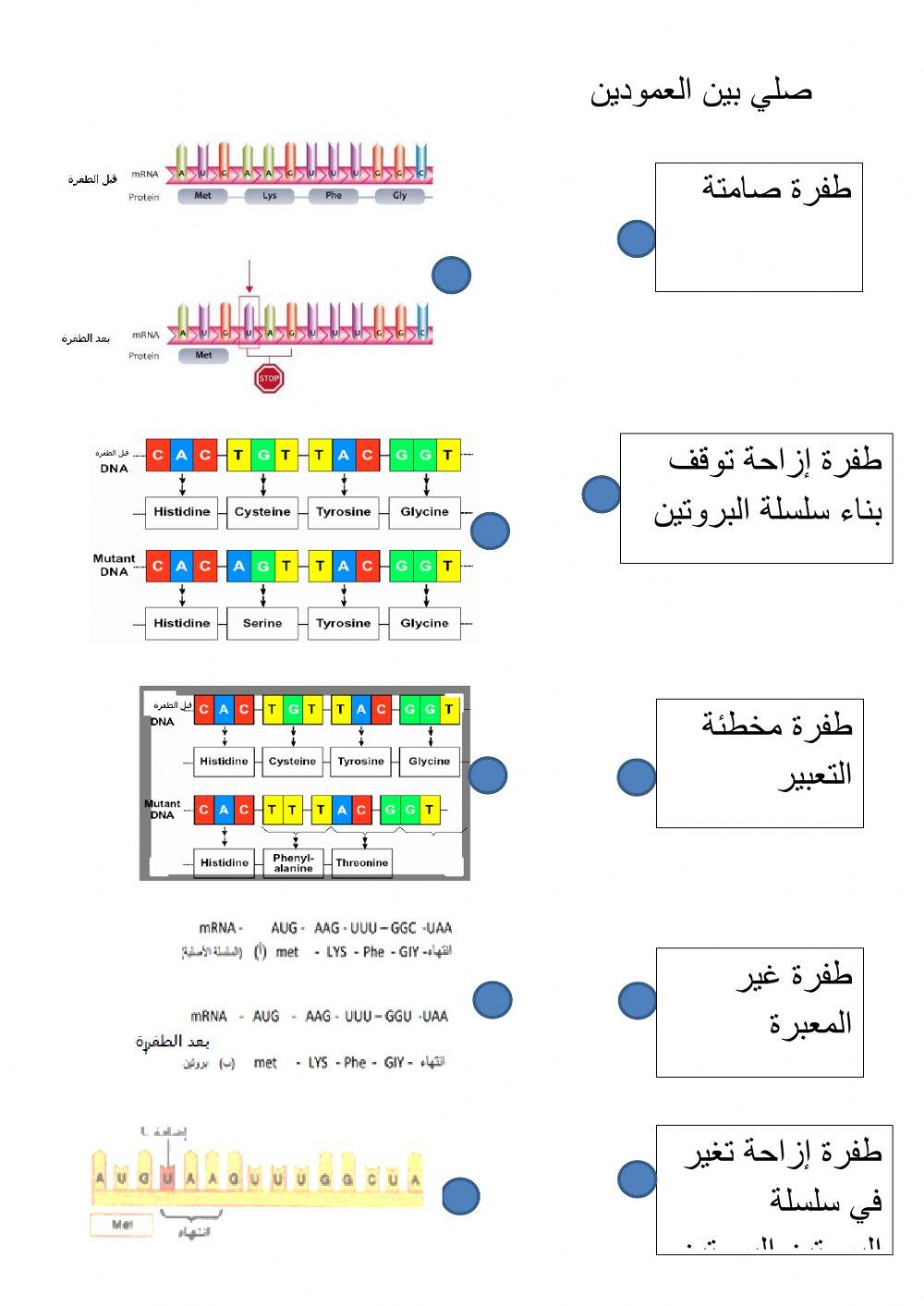 ا12لطفرات الجينية
