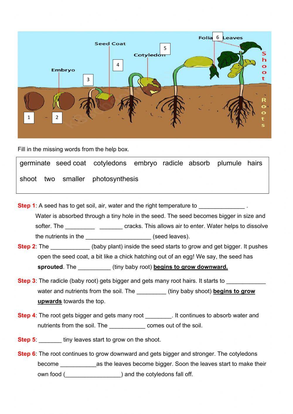 Seed Germination For Kids Worksheet