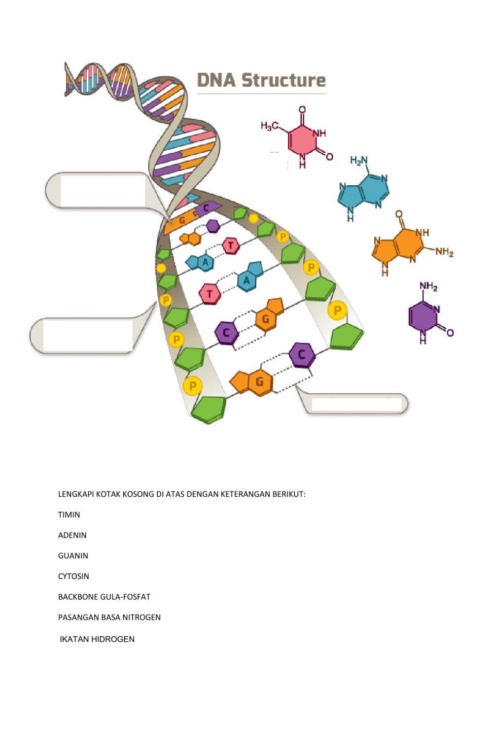 Dna Structure Diagram Worksheet