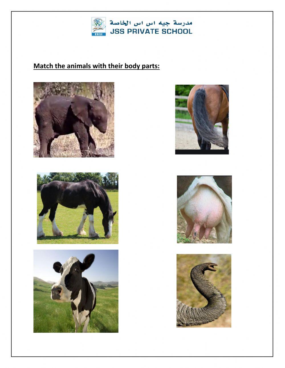 Animal worksheet