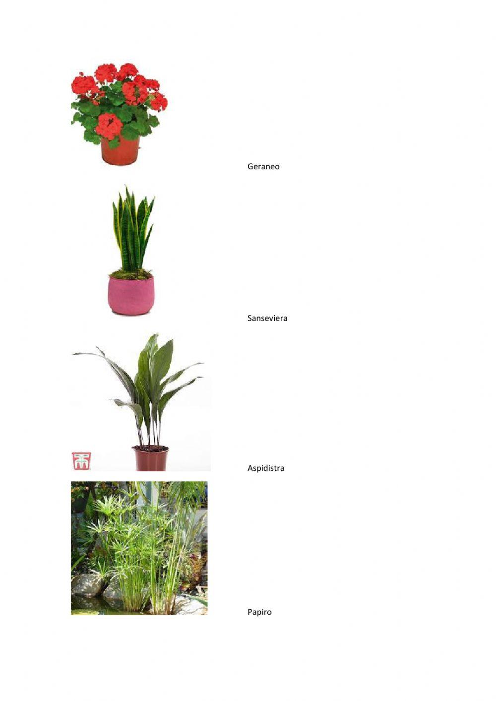 Plantas de jardín