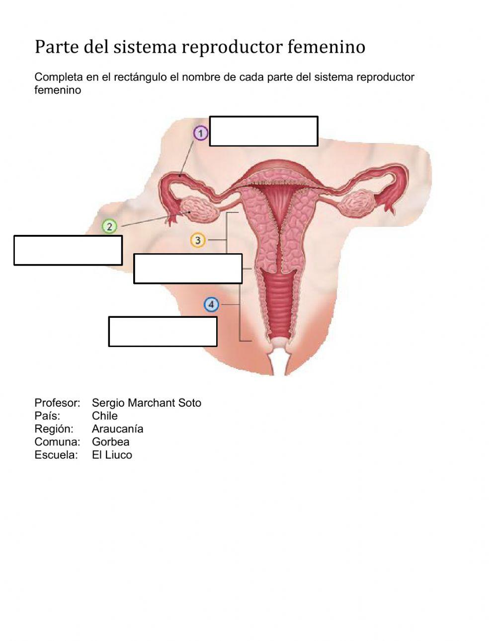 Partes del sistema reproductor femenino