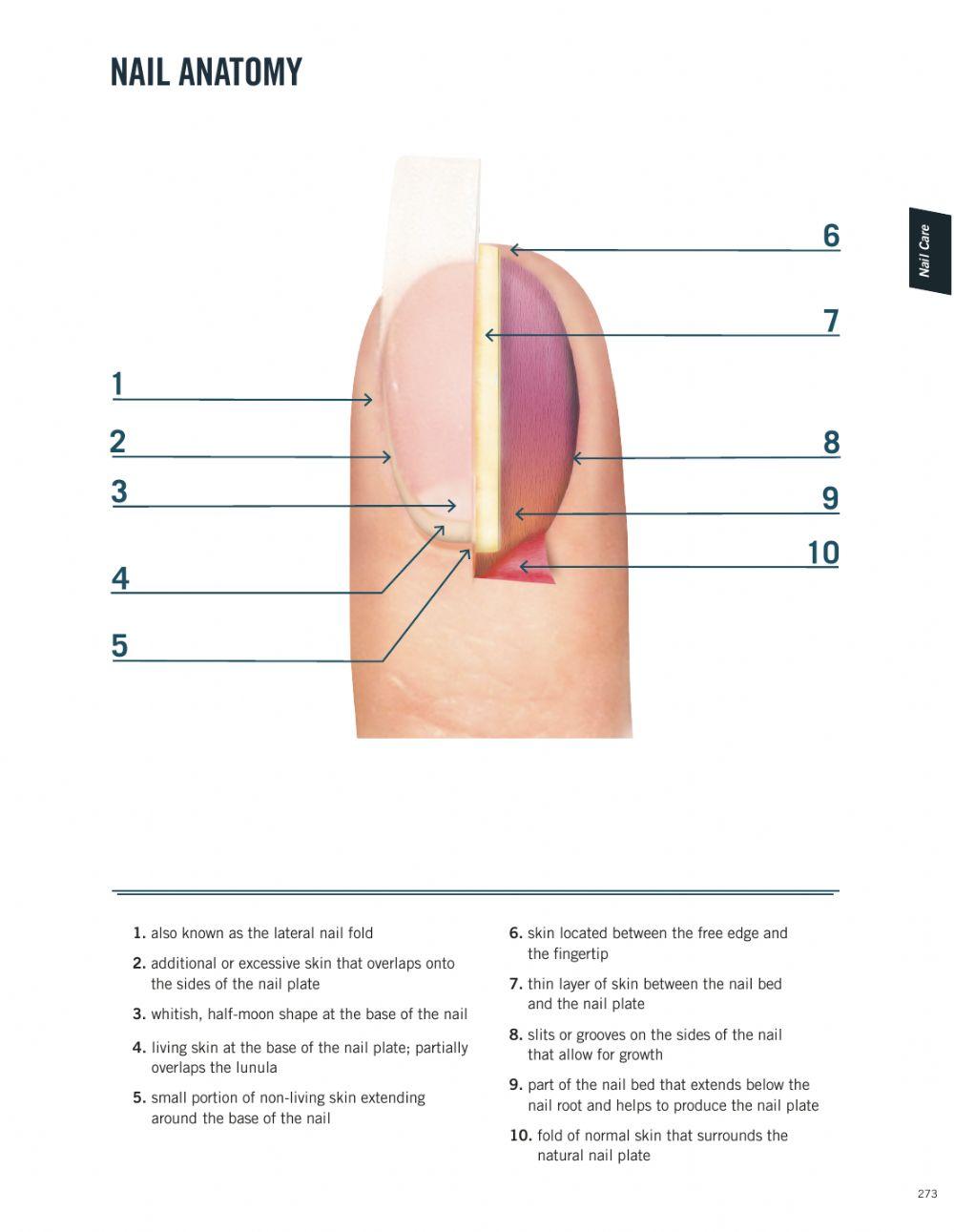Finger Nail Labeled Diagram | Anatomy and Structure
