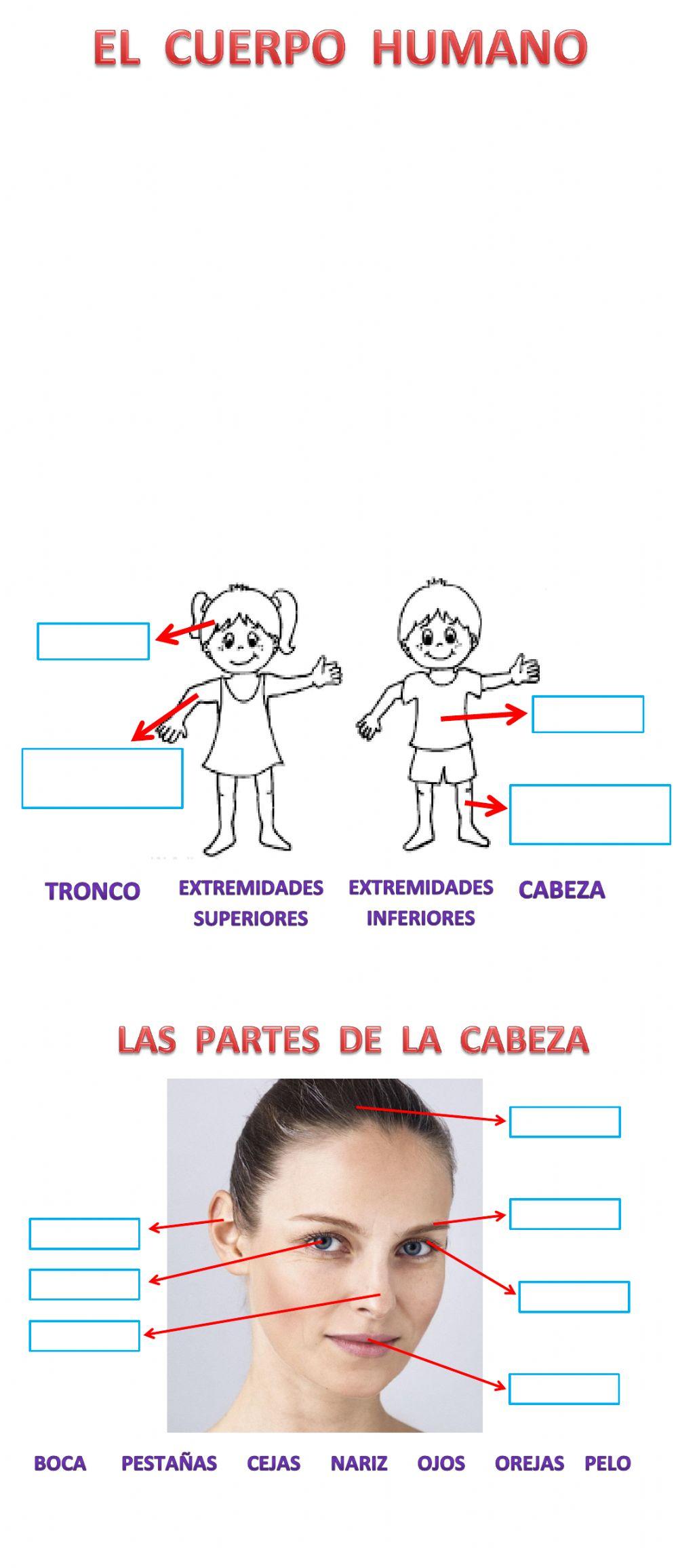 El cuerpo humano - 28 DE AGOSTO