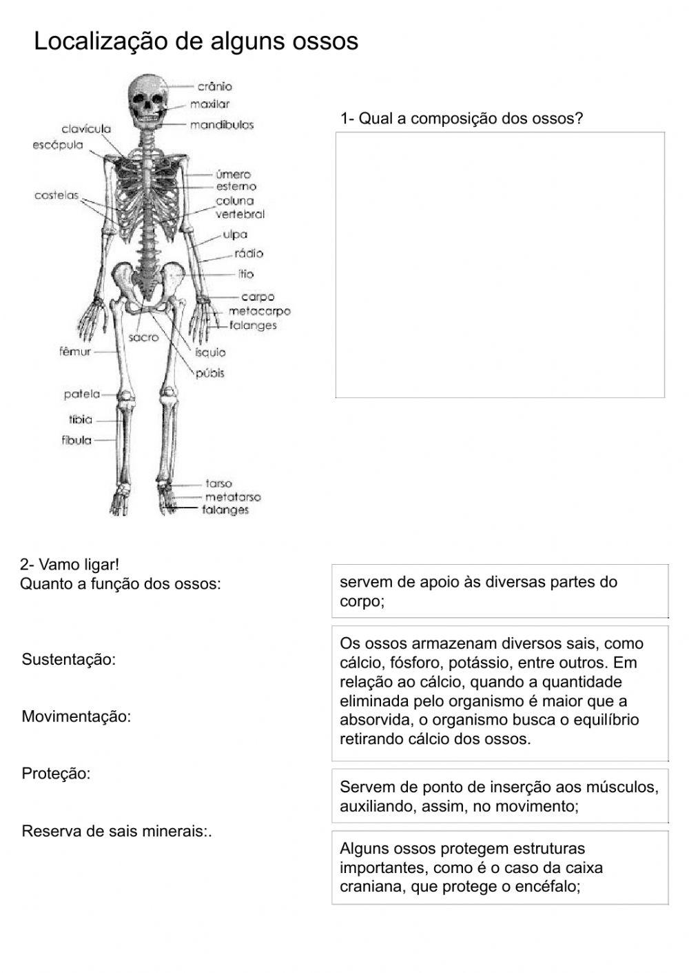 Ciências - Ossos do corpo Humano