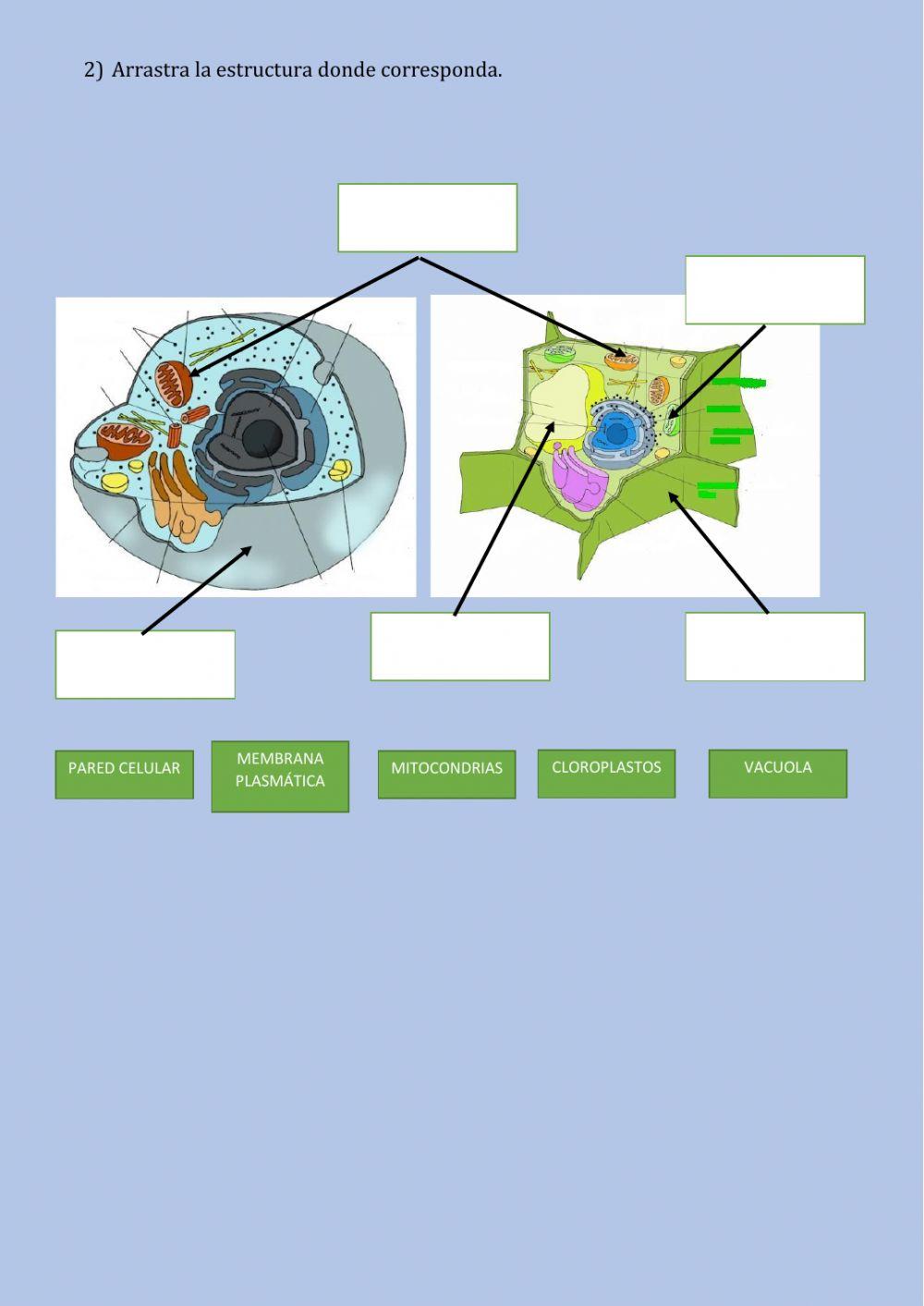 Tarea 10. Repaso Reinos y Célula