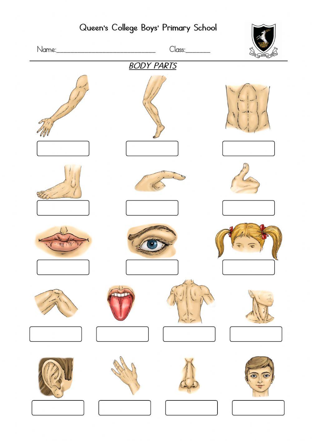 Label the body parts worksheet Live Worksheets