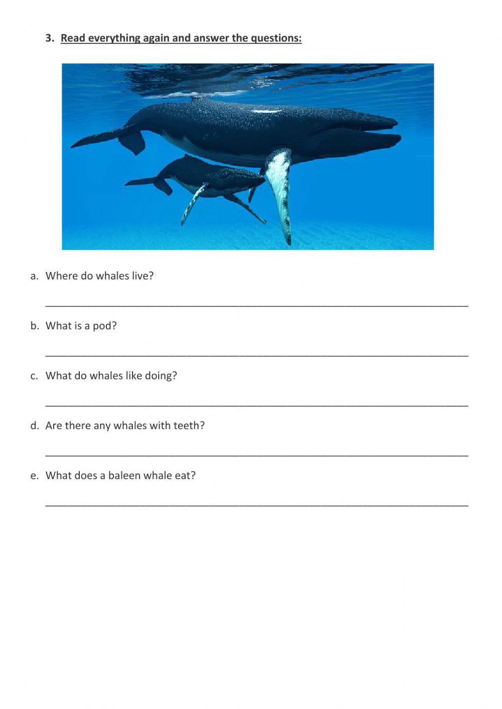 Ch 3 whales Ch 3 whales