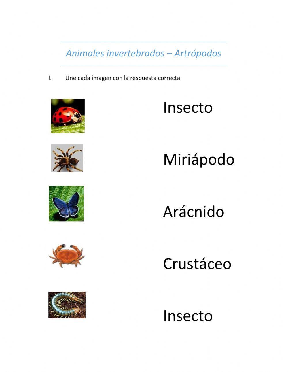Invertebrados - artrópodos 