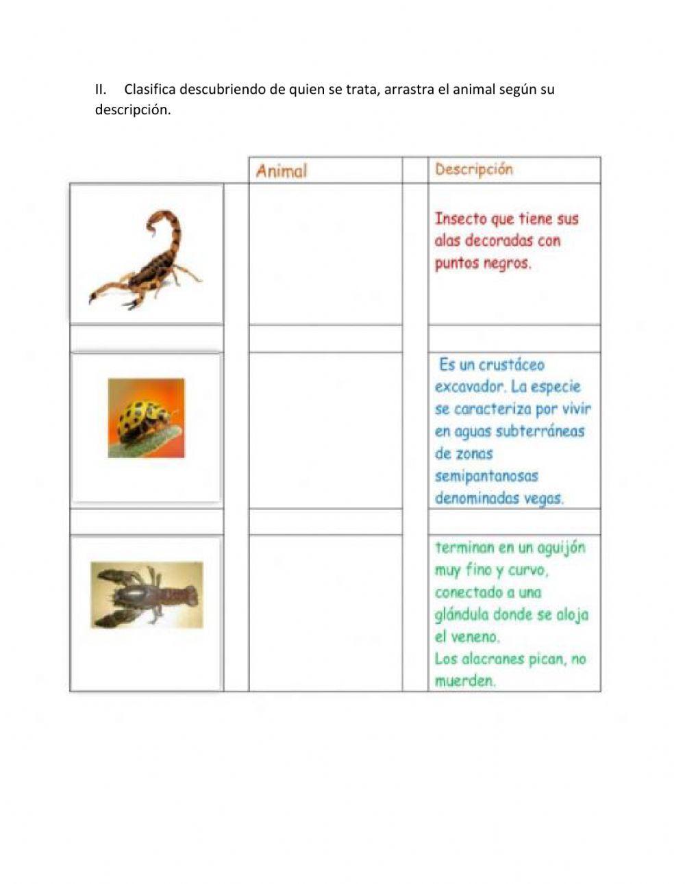 Invertebrados - artrópodos 