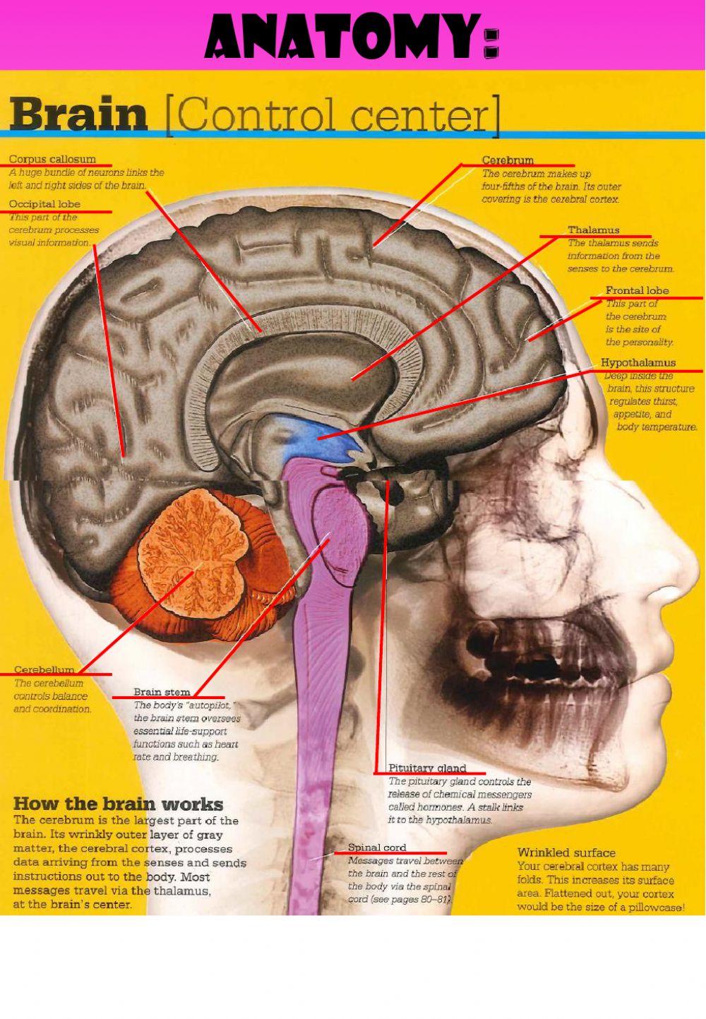 Week 23 wednesday brain worksheet live worksheets