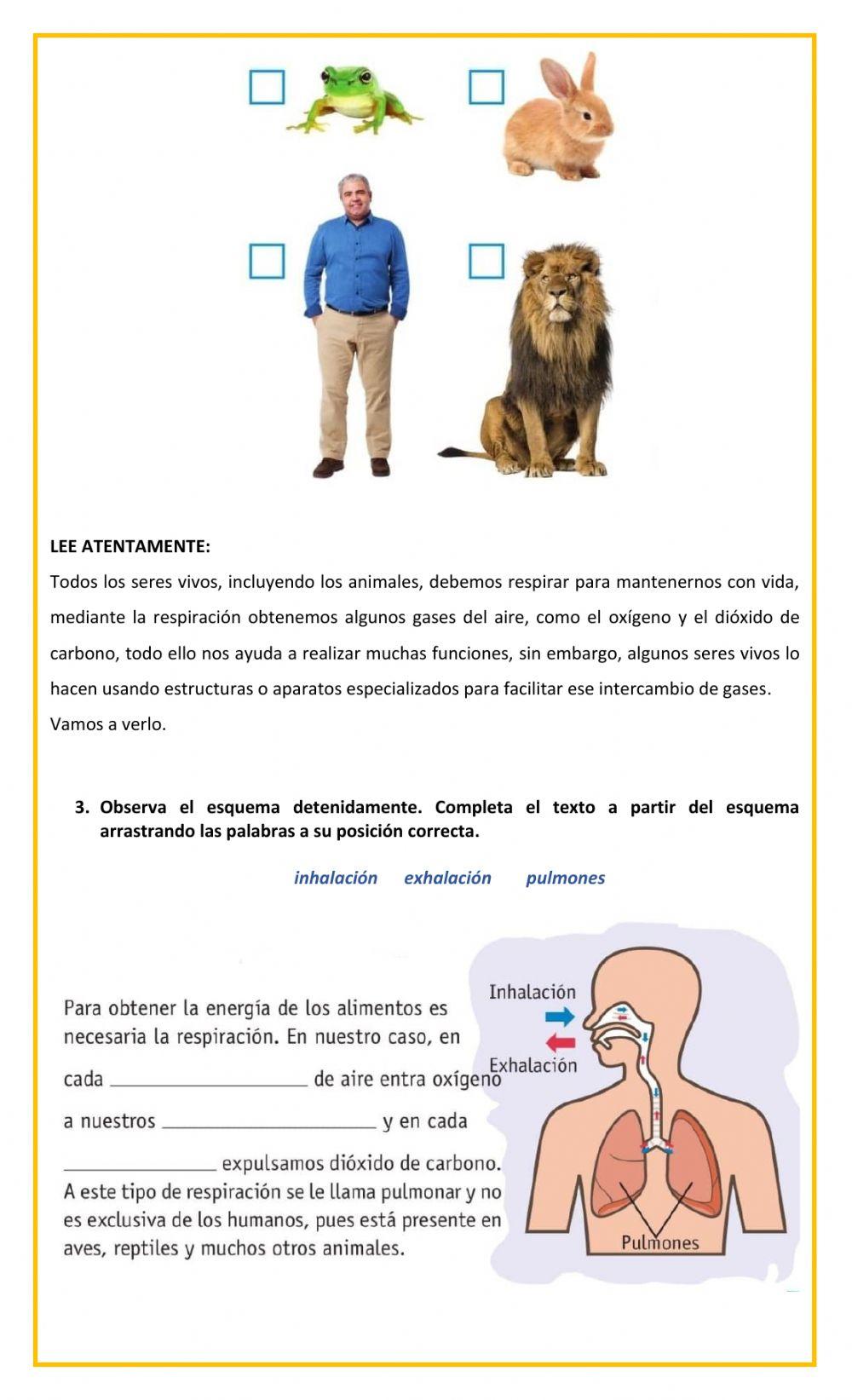 La alimentación y respiración de los animales