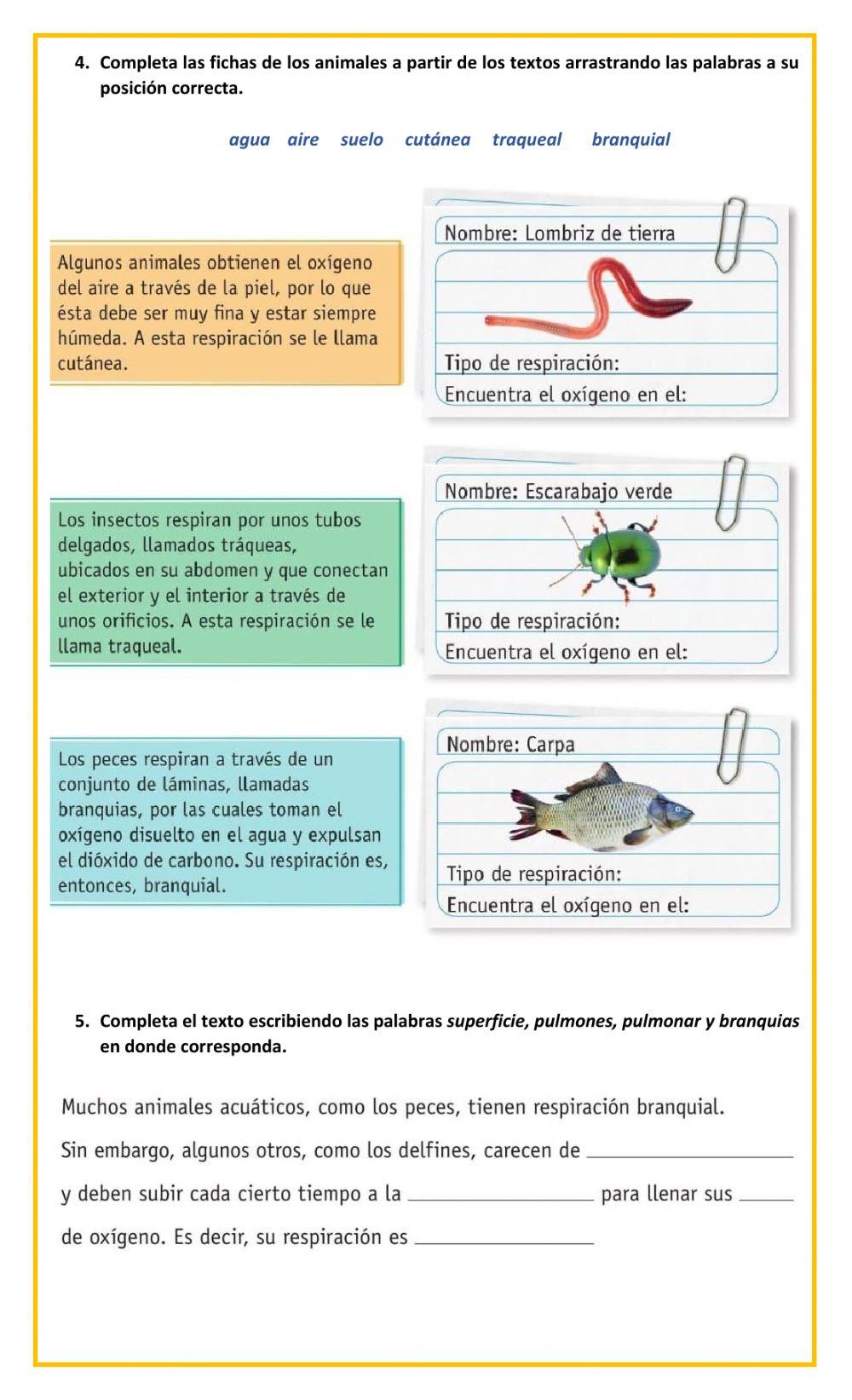 La alimentación y respiración de los animales