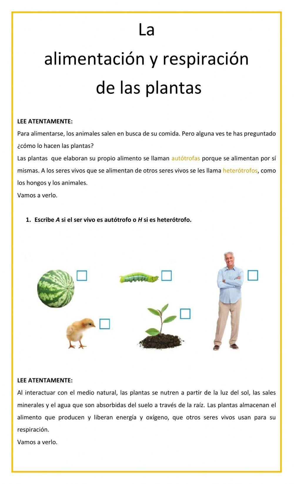 La alimentación y respiración de las plantas